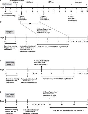 Delay-Dependent Impairments in Memory and Motor Functions After Acute Methadone Overdose in Rats